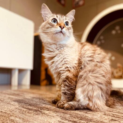 Сертификат в Котокафе