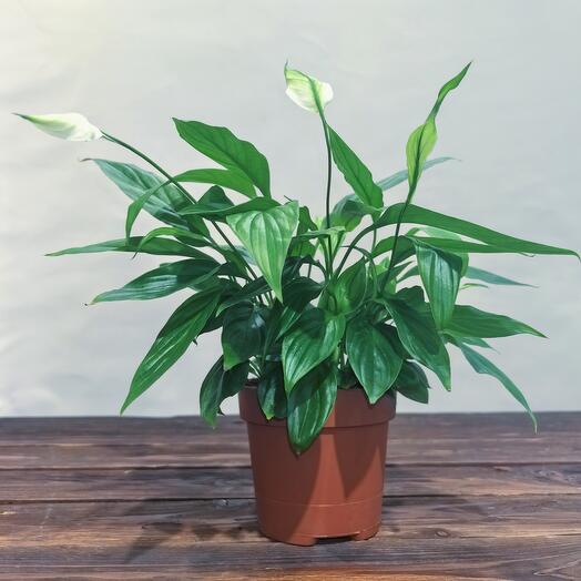 Спатифиллум (d - 12)
