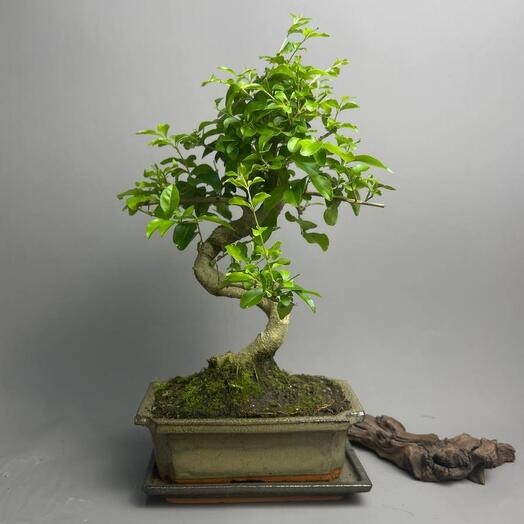 Лигуструм S-type - дерево бонсай в керамической бонсайнице с поддоном