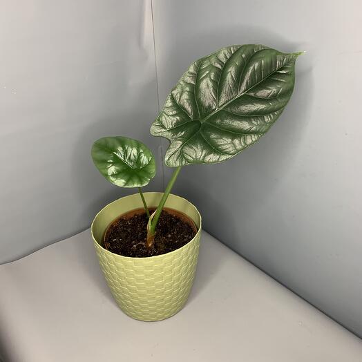 Алоказия синуата 🌿