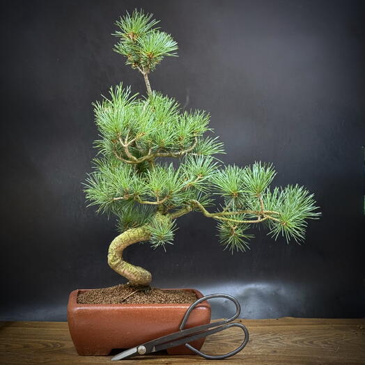 Бонсай белая японская сосна 🌲,46см, 20 лет