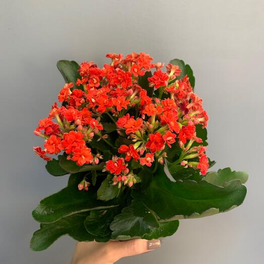Каланхоэ красное