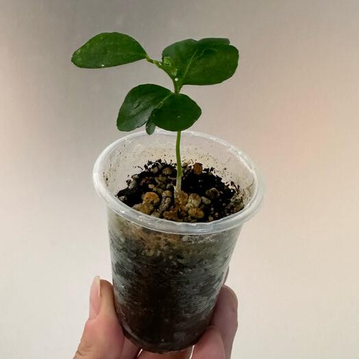 Муррайя метельчатая (Murraya paniculata)