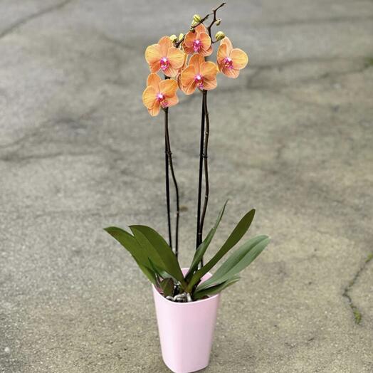 Orange orchid