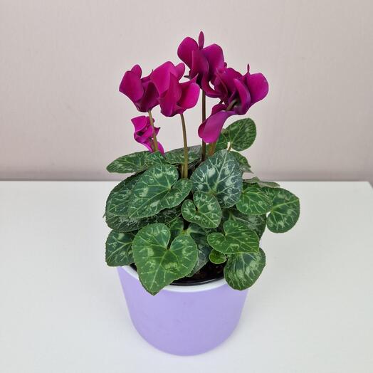 Цикламен бордовый в горшке