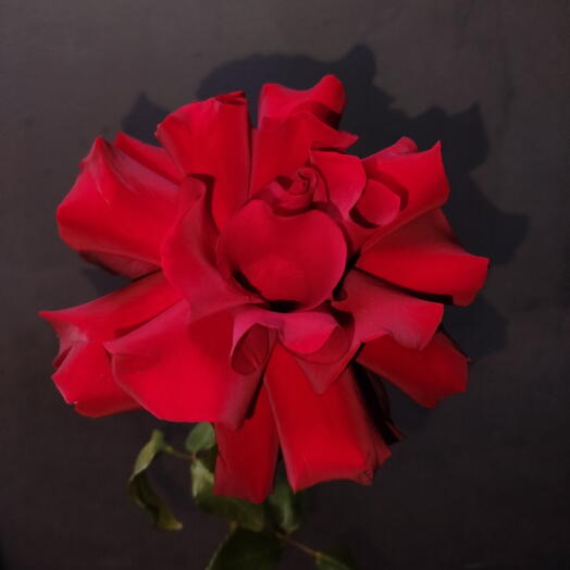 Алая французская роза