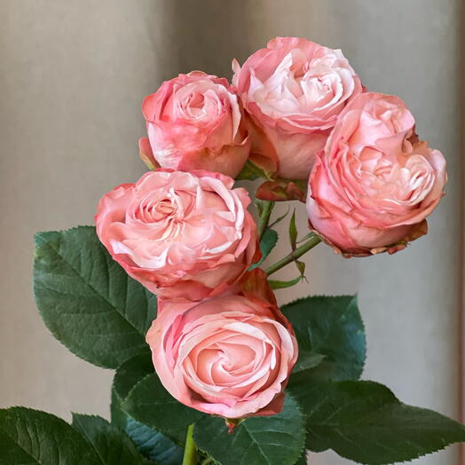 🎀Кустовая пион. роза Мадам Бомбастик, букет роз подарок маме, любимой девушке, женщине, жене, бабушке