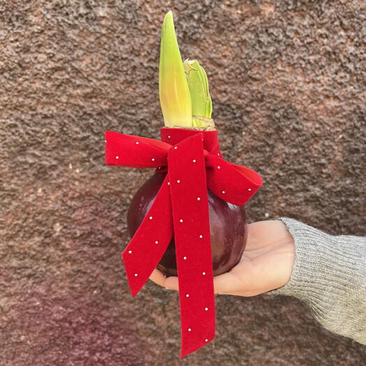 Луковица Амариллиса Бордовая