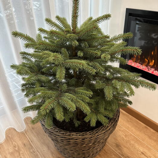 Ель живая в кашпо из ротанга(медь)