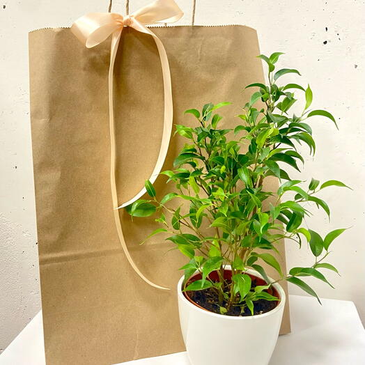 Фикус бенджамина в горшке