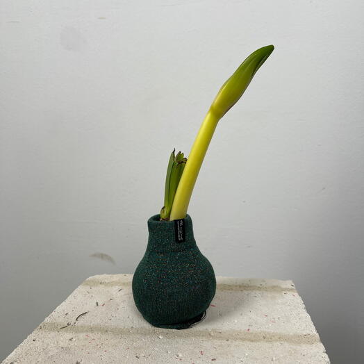 Луковица аммарилиса