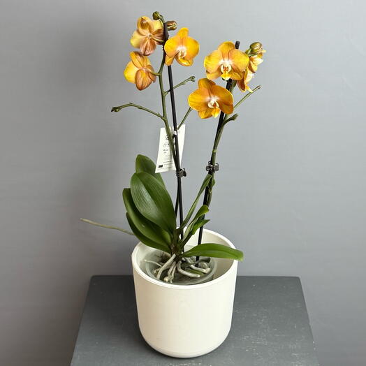 Орхидея фаленопсис 2 ствола , цена 🔥, потому что ОТЦВЕТАЕТ !!! в оттенке гречишного мёда - в стильном белом горшке ☘️