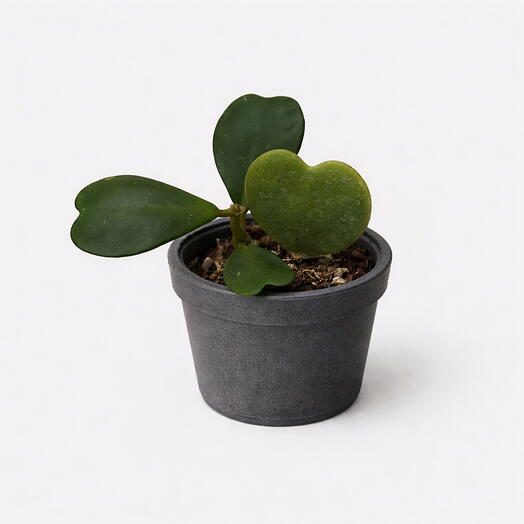 Hoya kerry