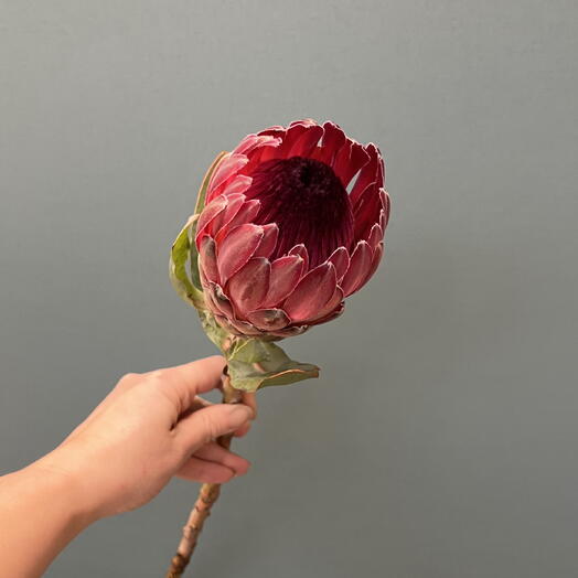 Протея "Pink ice" Африканская роза