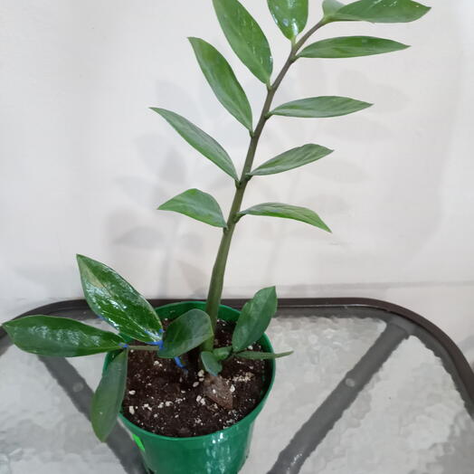 Долларовое дерево