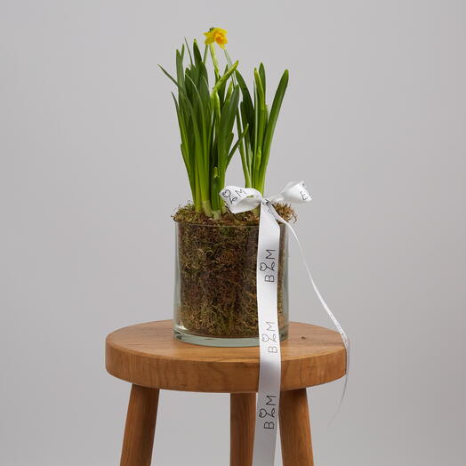 Композиция из нарциссов. АРТ 853