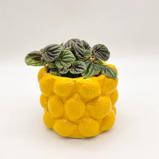 Пеперомия вариегатная в кашпо Фрукты