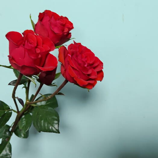 Spray Rose Red