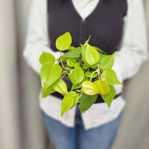 Эпипремнум Голден Потос (Epipremnum golden Pothos)
Эпипремнум Золотистый
Сциндапсус Неон