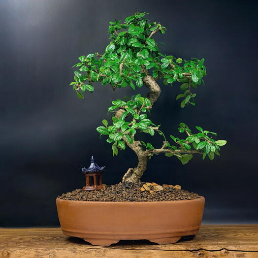 Бонсай Кармона цветущая (чайное дерево), 56см, 30 лет