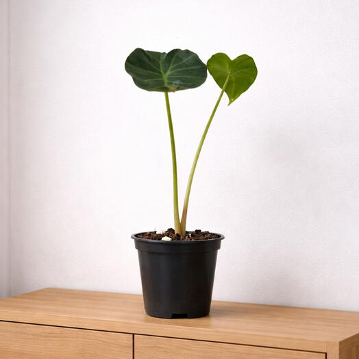 Alocasia Shield