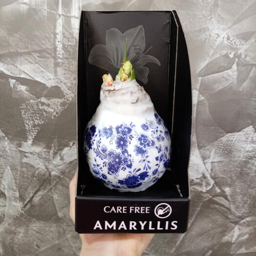 Amaryllis  Cafe free