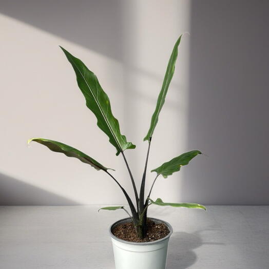 Алоказия (ALOCASIA LAUTERBACHIANA)