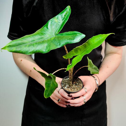 Алоказия Зебрина (Alocasia Zebrina) D6см