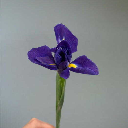 Ирис blue magic