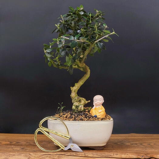 Бонсай Олива дикая, 37см, 18 лет