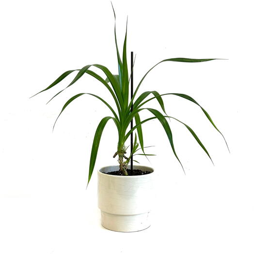 Панданус, Пандан (Pandanus) в керамическом горшке