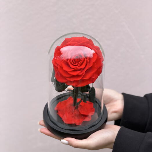 Red rose 🌹