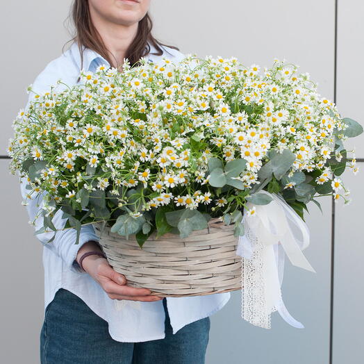 Корзина из мелкой кустовой ромашки с эвкалиптом и зеленью  Фестиваль ромашек 1330