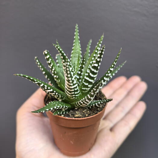 Хавортия (Haworthia Gemengd)
