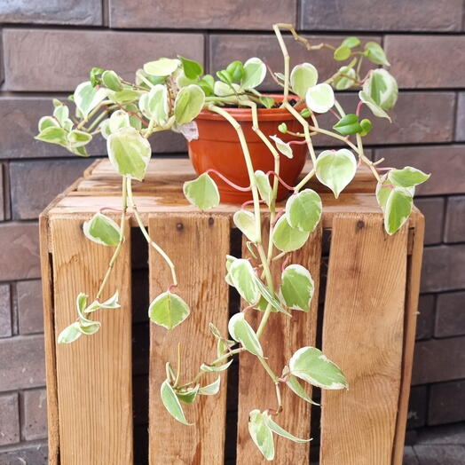 Peperomia glabella (Пеперомия головатая)