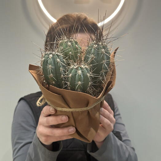 Кактус 🌵