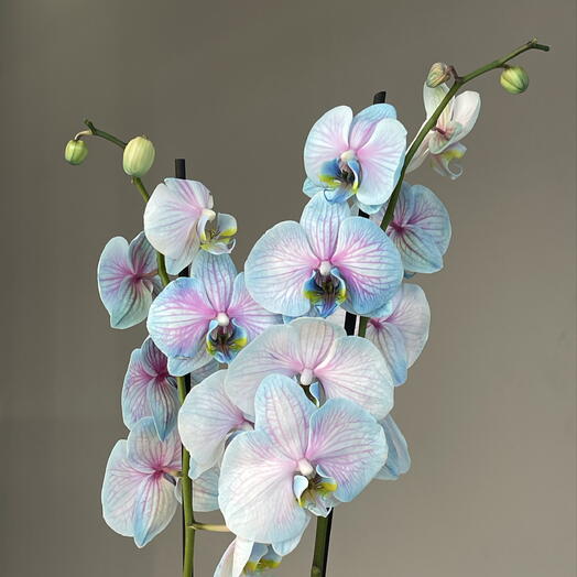 ORCHID WONDERFUL люксовая орхидея фаленопсис 2-ствольная