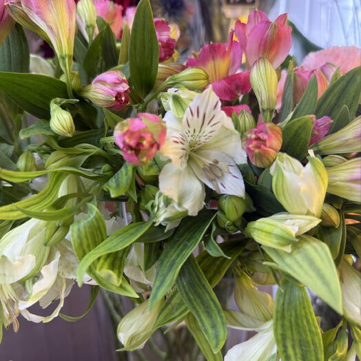 Альстромерия в ассортименте