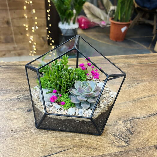 Florarium con suculentas