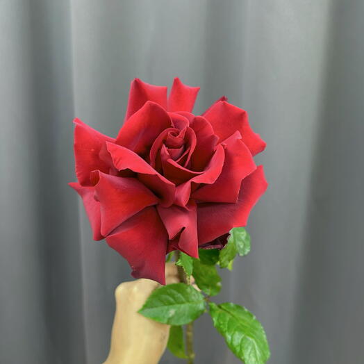 Роза французская красная