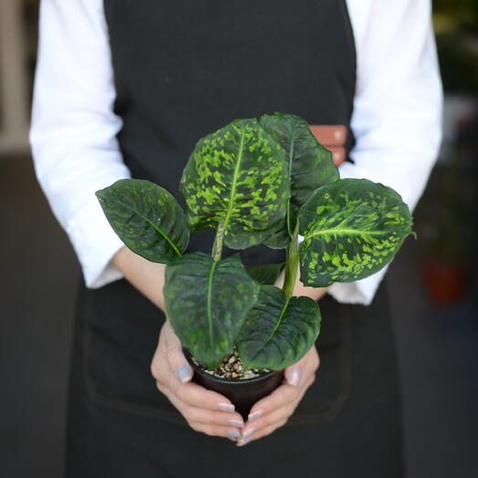 Диффенбахия «Рефлектор» (Dieffenbachia ‘Reflector )