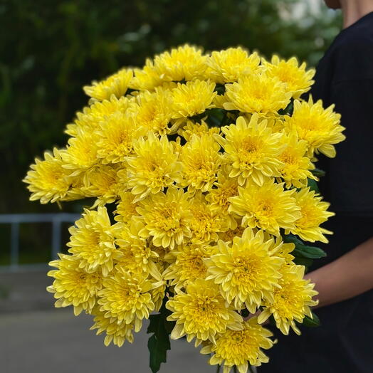 Охапка 9 кустовых хризантем Baltica Yellow под ленту