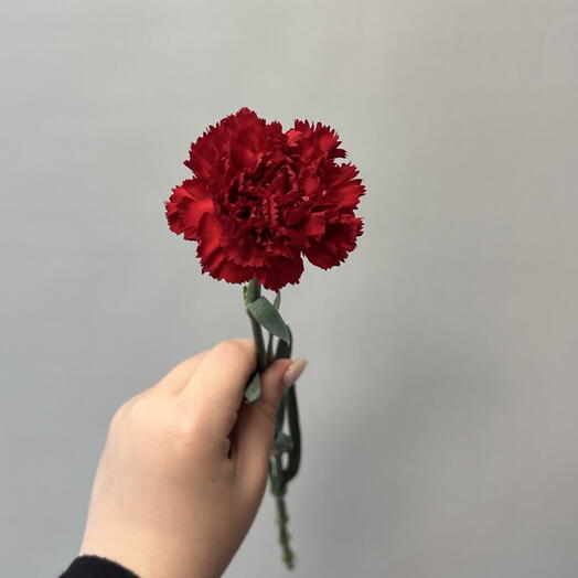 Гвоздика красная