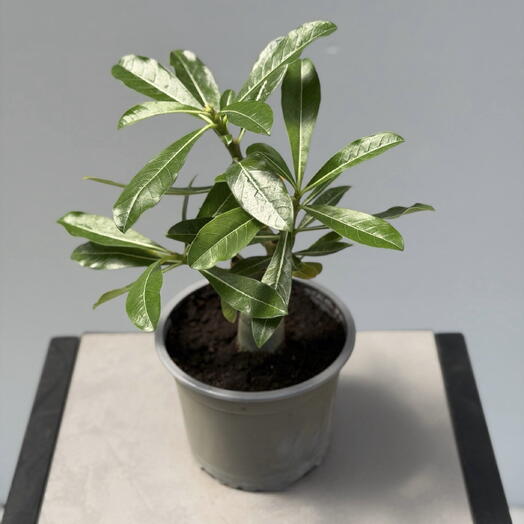 ADENIUM АДЕНИУМ