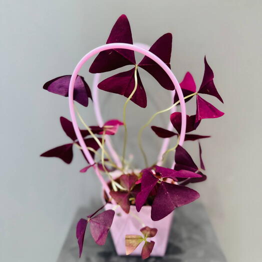 Oxalis acetosella (Кислица) в подарочной сумочке