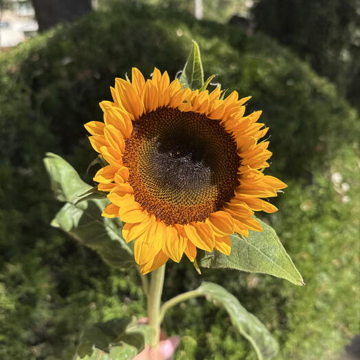 Подсолнух 🌻
