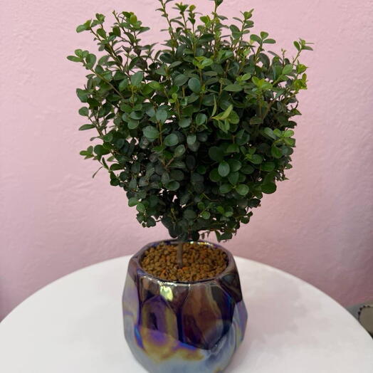 Мирсина