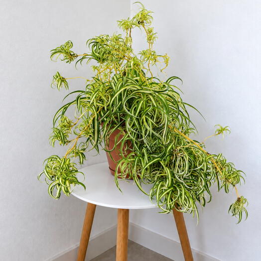 Chlorophytum – Fresh   Effortless Greenery