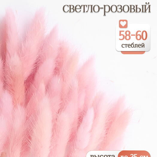 Лагурус светло-розовый 60 шт. Высший сорт. Высота 25-35 см М233