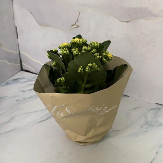 Каланхое